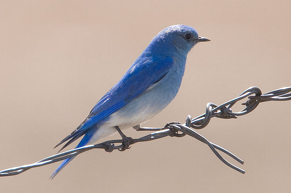 Mountain Bluebird (Sialia currucoides)