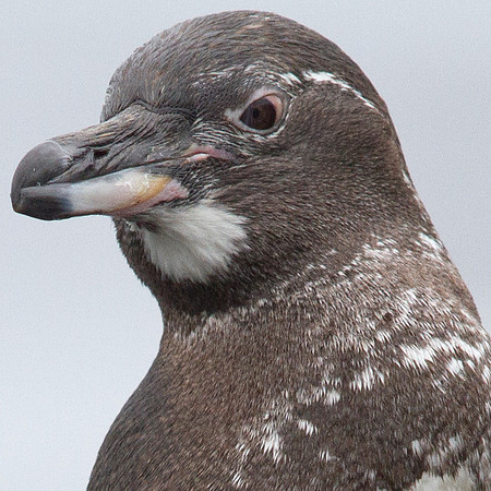 Galapagos Penguin (Spheniscus mendiculus)