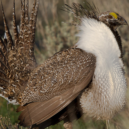Greater Sage Grouse (Centrocercus urophasianus) Male