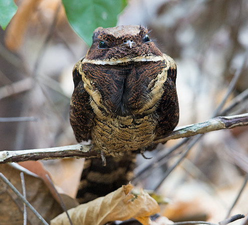 Great eared nightjar (Lyncornis macrotis)