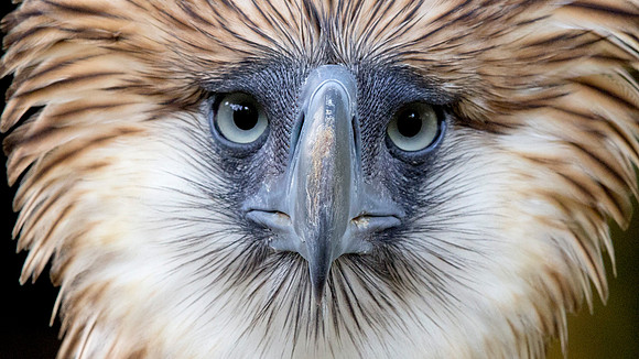 Philippine eagle (Pithecophaga jefferyi)
