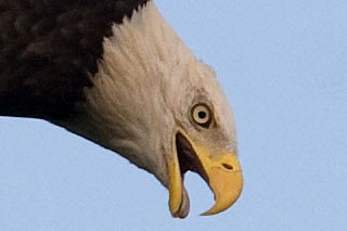 Bald Eagle (Haliaeetus leucocephalus)