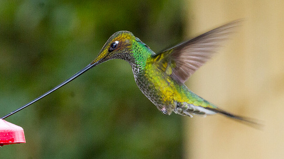 Sword-billed Hummingbird (Ensifera ensifera)