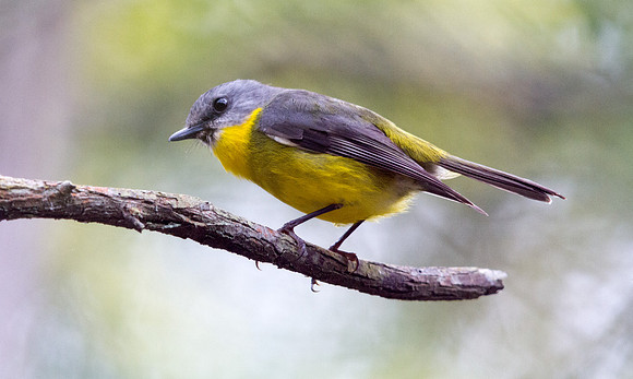 Eastern yellow robin (Eopsaltria australis)