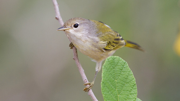 Yellow Warbler (Setophaga petechial)