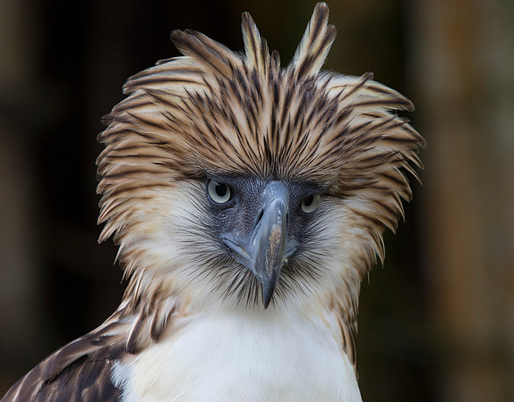 Philippine eagle (Pithecophaga jefferyi)