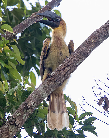 Rufous hornbill (Buceros hydrocorax) Juv