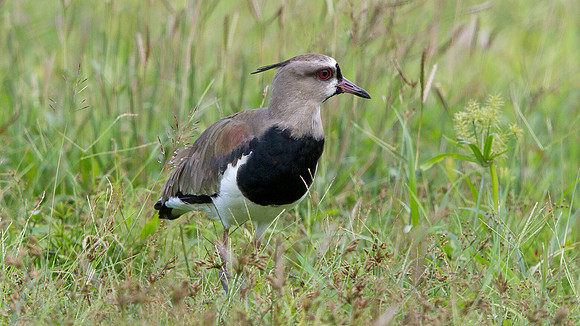 Southern Lapwing (Vanellus chilensis)