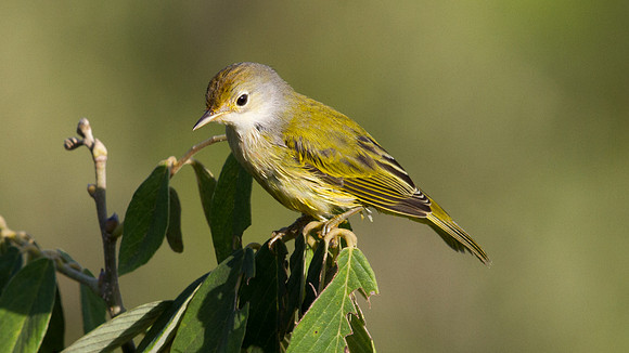 Yellow Warbler (Setophaga petechial)