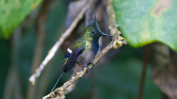 Black-bellied Thorntail (Discosura langsdorffi)