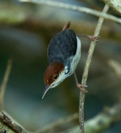 Rufous-tailed tailorbird (Orthotomus sericeus)