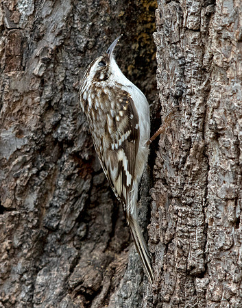 Brown creeper (Certhia americana)