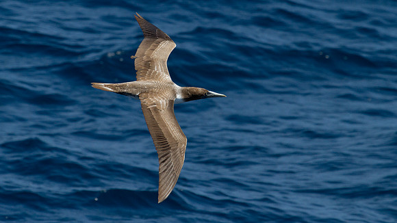 Brown Booby (Sula leucogaster)