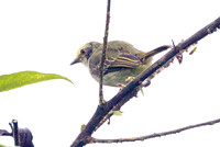 Golden-faced Tyrannulet (Zimmerius chrysops)