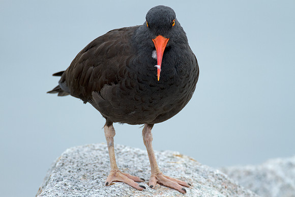 Black Oystercatcher (Haematopus bachmani)