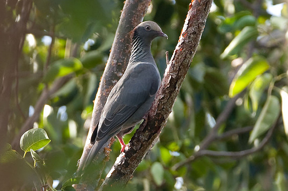 White-crowned Pigeon (Patagioenas leucocephala)