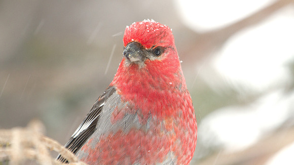 Pine Grosbeak (Pinicola enucleator); Male