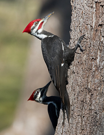 Pileated woodpecker (Dryocopus pileatus)
