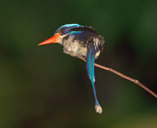 Common paradise kingfisher (Tanysiptera galatea)