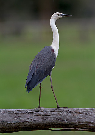 White-necked heron (Ardea pacifica)