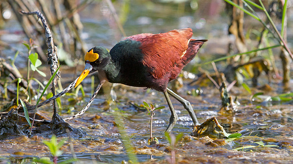 Northern Jacana (Jacana spinosa)