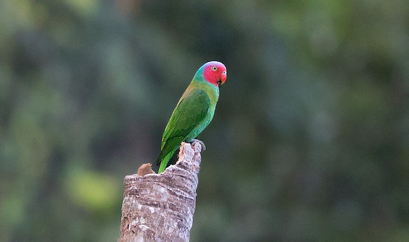 Red-cheeked Parrot (Geoffroyus geoffroyi)