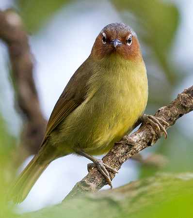 Chestnut-faced babbler (Zosterornis whiteheadi)