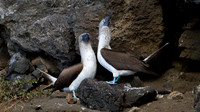 Blue-footed Booby (Sula nebouxii)