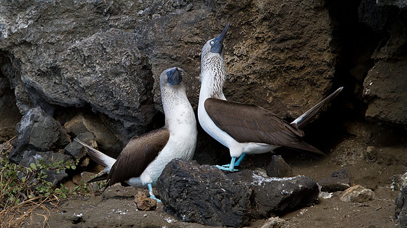 Blue-footed Booby (Sula nebouxii)