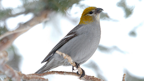 Pine Grosbeak (Pinicola enucleator); Female