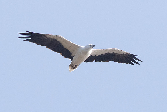 White-bellied sea eagle (Haliaeetus leucogaster)