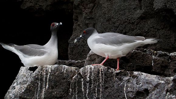 Swallow-tailed Gull (Creagrus furcatus)