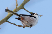 Long-tailed Tit (Aegithalos caudatus) also known as Long-tailed Bushtit