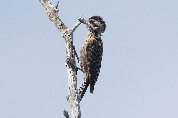 Ladder-backed Woodpecker (Picoides scalaris) female