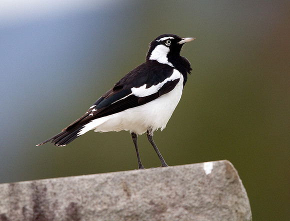 Magpie-lark (Grallina cyanoleuca)