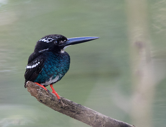 Southern silvery kingfisher (Ceyx argentatus)