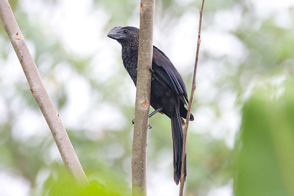 Smooth-billed Ani (Crotophaga ani)