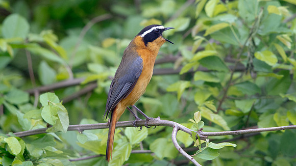 White-browed Robin-Chat (Cossypha heuglini)