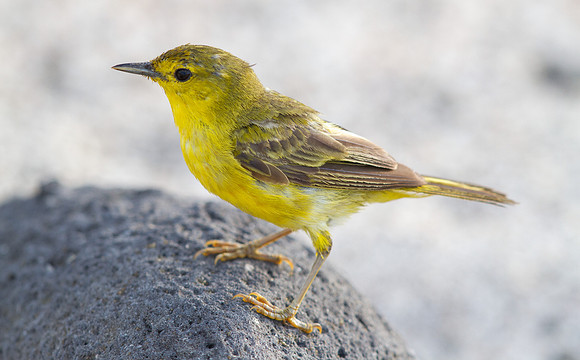 Yellow Warbler (Setophaga petechial)