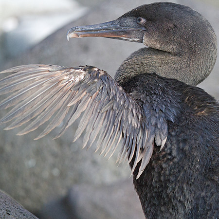 Flightless Cormorant (Phalacrocorax harrisi) Endemic