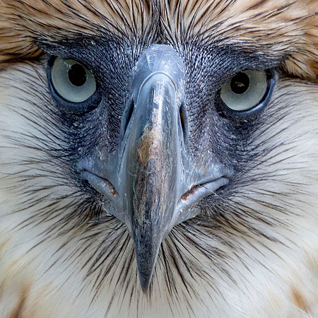 Philippine eagle (Pithecophaga jefferyi)