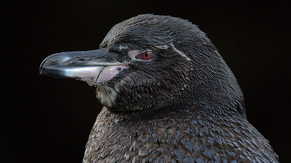Galapagos Penguin (Spheniscus mendiculus)