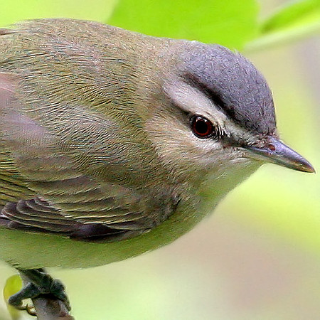 Red-eyed Vireo (Vireo olivaceus)