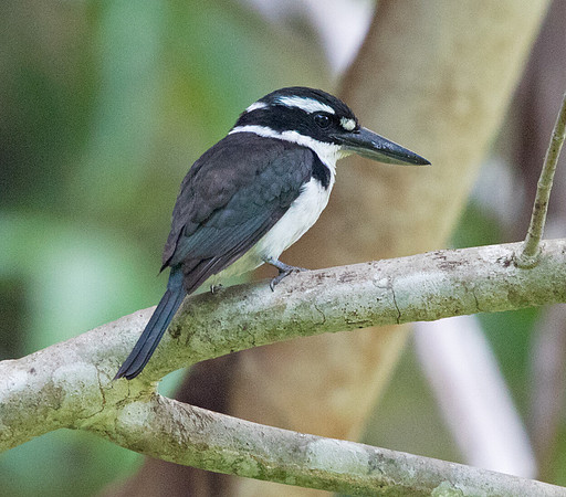 Sombre kingfisher (Todiramphus funebris)