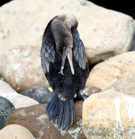 Flightless Cormorant (Phalacrocorax harrisi) Endemic