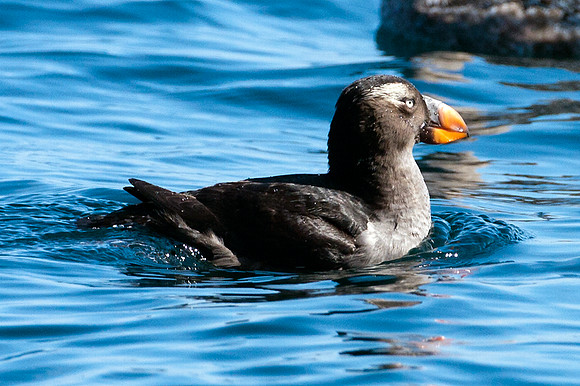 Tufted Puffin (Fratercula cirrhata)