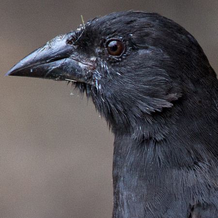 Common Cactus Finch or Small Cactus Finch (Geospiza scandens)