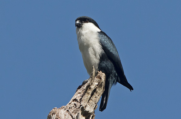 Philippine falconet (Microhierax erythrogenys)