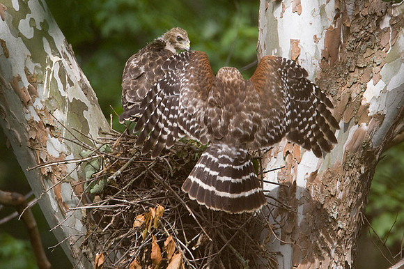 Red-shouldered Hawk (Buteo lineatus) adult and juvenile