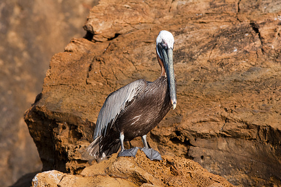 Brown Pelican (Pelecanus occidentalis)